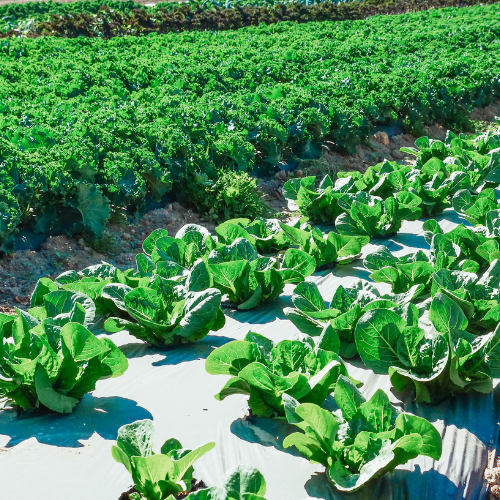 Plantation Ideas