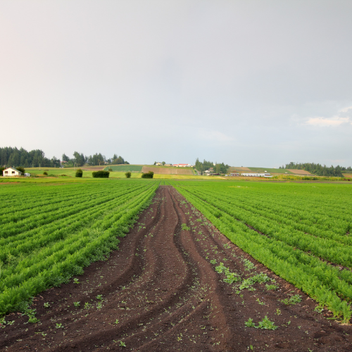 Farm Land Sales